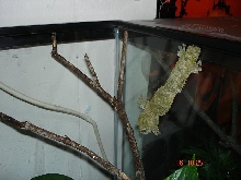 mossy female