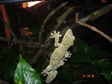 mossy2