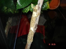 mossy juv
