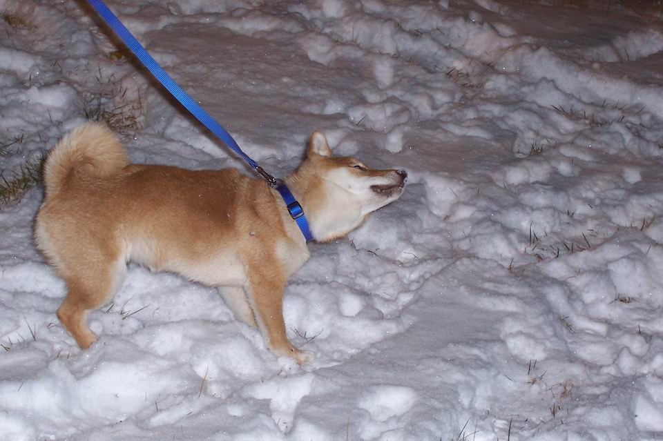 shake