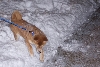 snowy