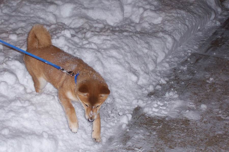 snowy