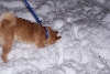 digging
