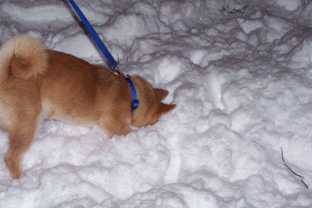 digging