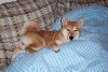 nap4
