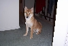 growing shiba