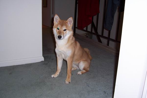 growing shiba