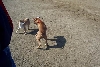 dogpark