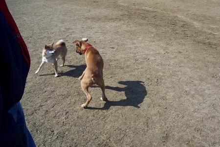 dogpark