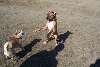dogpark2