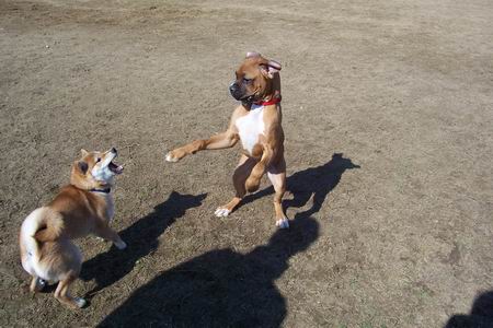 dogpark2