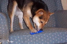 Bear Opening Gift