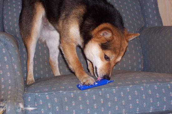 Bear Opening Gift