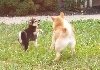 Defending against Older Sister!