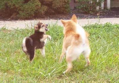Defending against Older Sister!