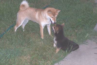 Foxy and Bear