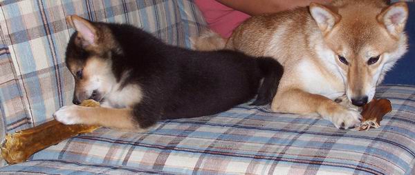 Chewing Bones Together!