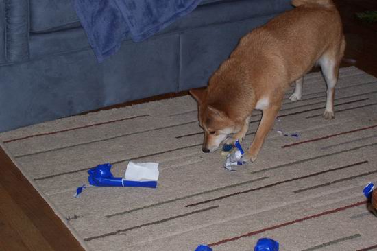 Foxy Opening Gift