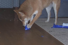 Foxy Gift 2