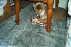 Foxy-2 mon.
