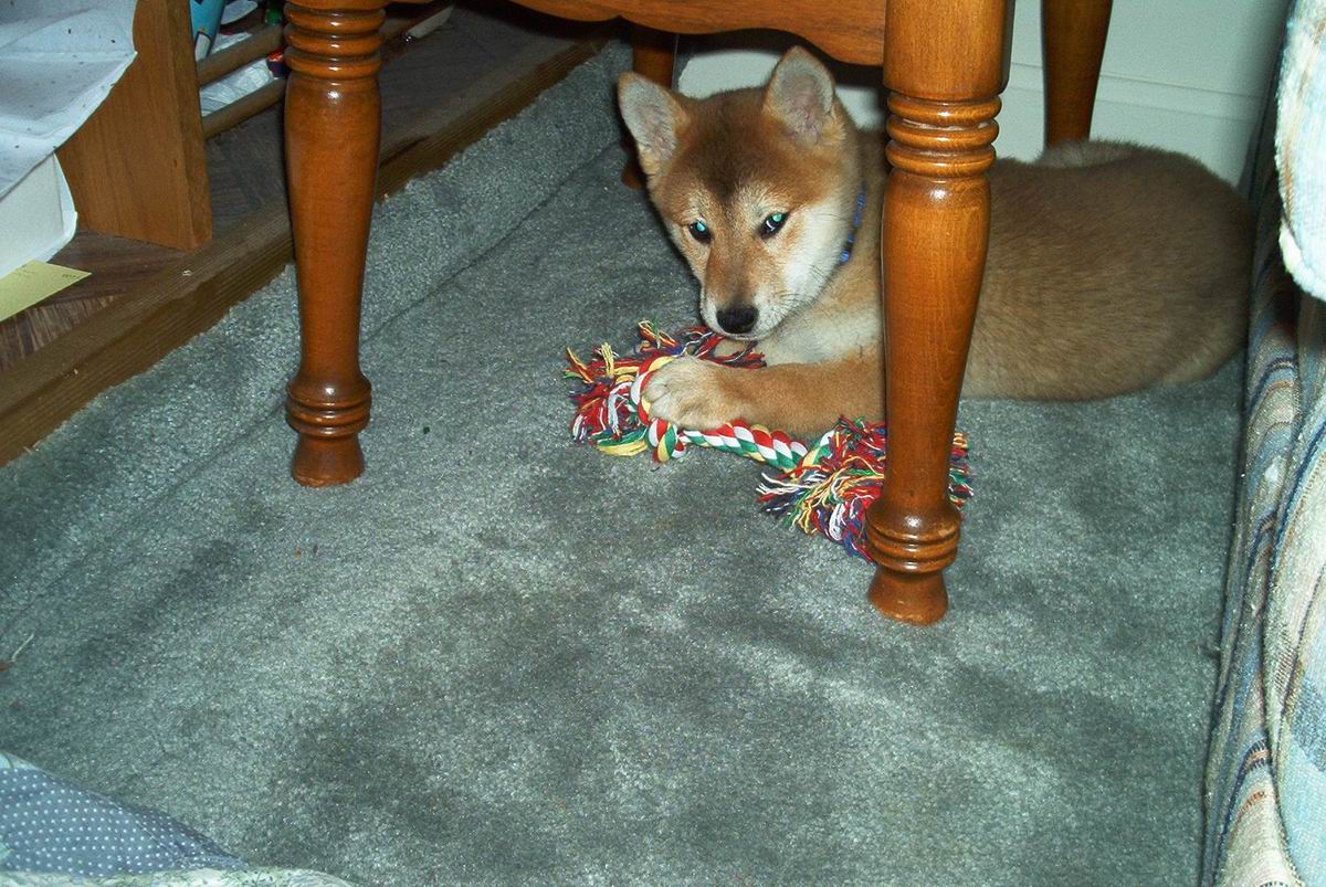Foxy-2 mon.