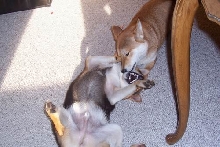 Foxy Playing Mama to Bear