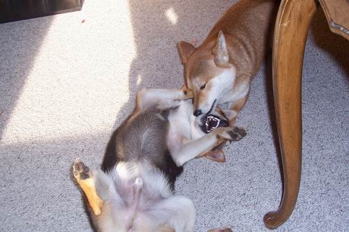 Foxy Playing Mama to Bear