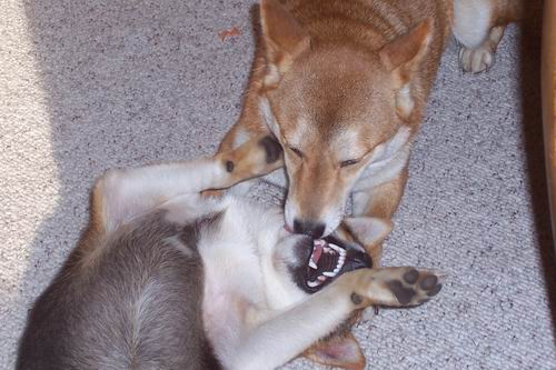 Time to Clean Your Teeth!