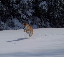 snowpics 1
