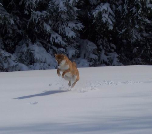 snowpics 1