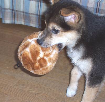 Ball