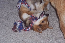 Bear and his Rope