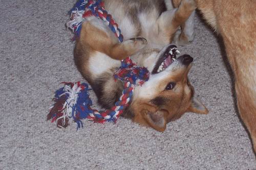 Bear and his Rope