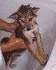 Bear in the Bath