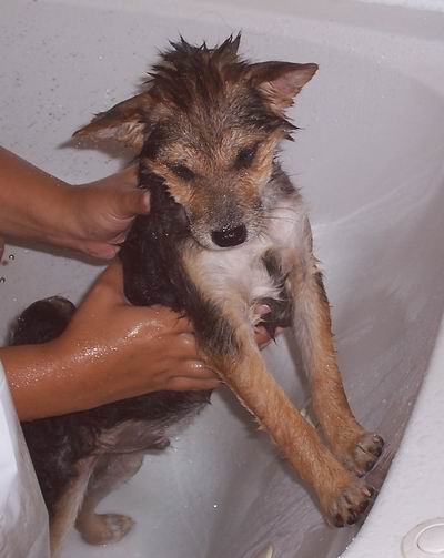 Bear in the Bath
