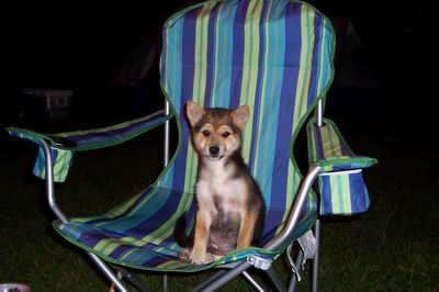 Bear and his camping Chair!