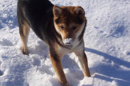 Bear's Cold Nose