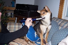 ringing in the new year 06