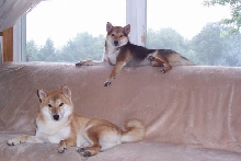 Being Lazy