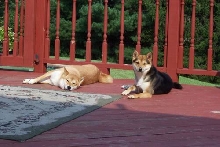 Being Lazy Again!