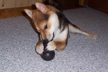 Chewing Kong