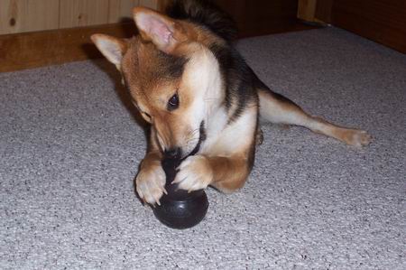 Chewing Kong