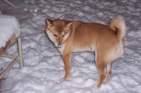 Cold Nose