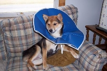 My Little Conehead