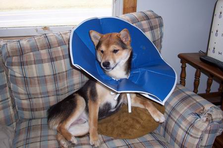 My Little Conehead