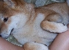 Cute Pup