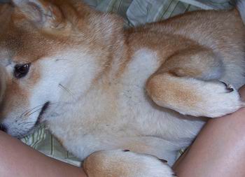Cute Pup