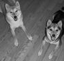 Cute Pups!