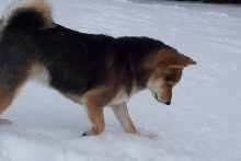 Snow Digging