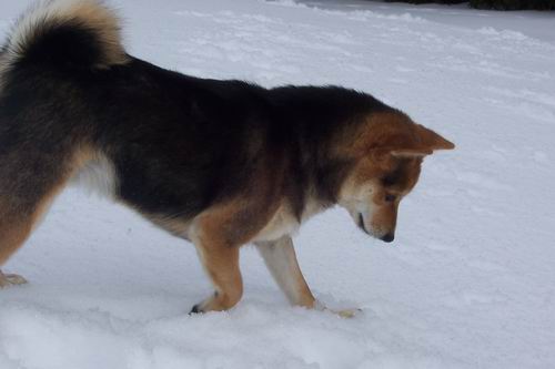 Snow Digging